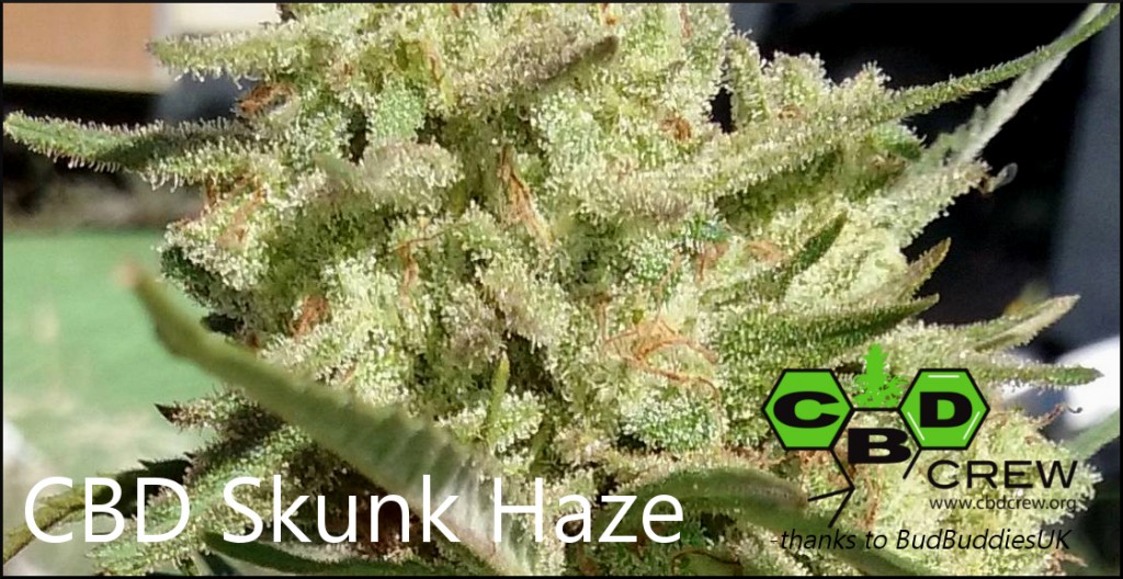 CBD Skunk Haze BudBuddies UK 2 GIMP