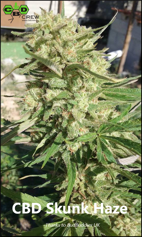CBD Skunk Haze BudBuddies UK 3 GIMP