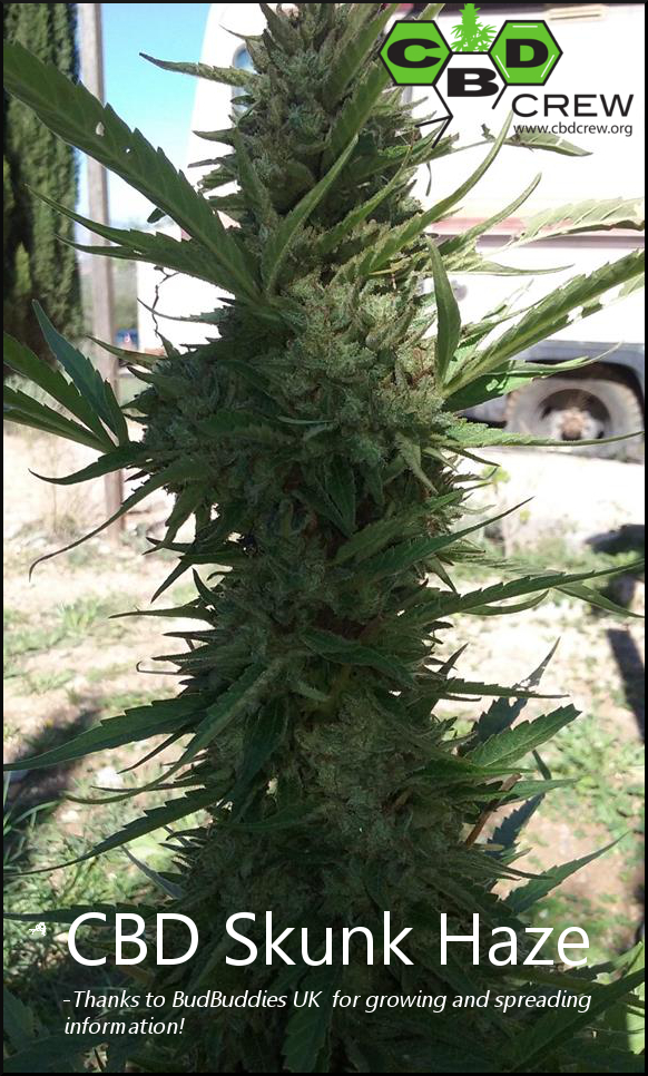 CBD Skunk Haze BudBuddies UK GIMP