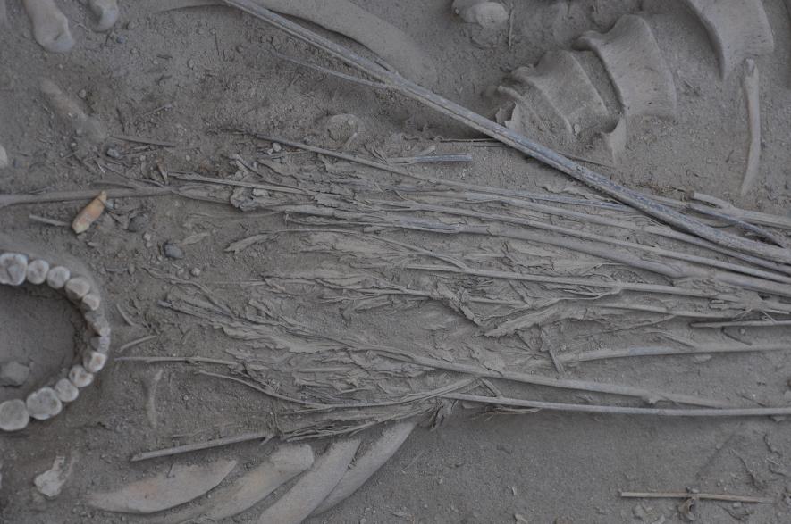 in-an-unprecendented-discovery-the-ancient-cannabis-plants-were-discovered-in-a-complete-and-well-preserved-state