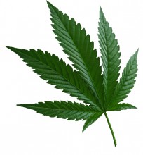 Leaf on white