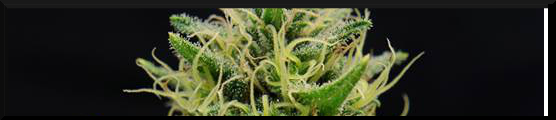 cbd nordle 6 weeks flower fb
